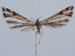 Attēlu rezultāti vaicājumam “Platyptilia tesseradactyla”