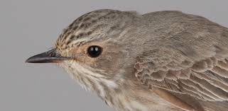 Attēlu rezultāti vaicājumam “Muscicapa striata”