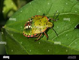 Attēlu rezultāti vaicājumam “Psallus sp.”