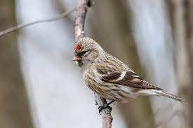 Attēlu rezultāti vaicājumam “Carduelis flammea female”