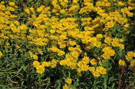 Attēlu rezultāti vaicājumam “Inula britannica”