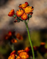 Attēlu rezultāti vaicājumam “Hieracium vulgatum bud”