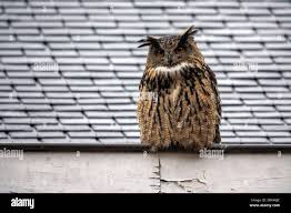 Attēlu rezultāti vaicājumam “Bubo bubo adult”
