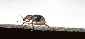 Attēlu rezultāti vaicājumam “Anthonomus pomorum”