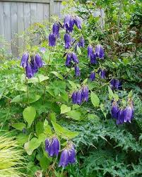 Image result for Campanula strigosa