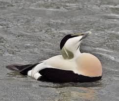 Attēlu rezultāti vaicājumam “Somateria mollissima”