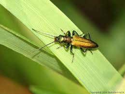 Attēlu rezultāti vaicājumam “Chrysanthia viridissima”