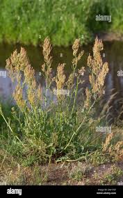 Attēlu rezultāti vaicājumam “Rumex thyrsiflorus”