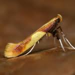 Attēlu rezultāti vaicājumam “Caloptilia alchimiella”