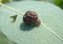 Attēlu rezultāti vaicājumam “Euura pedunculi”