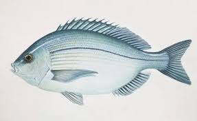 Image result for Spondyliosoma cantharus