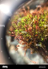 Attēlu rezultāti vaicājumam “Barbula unguiculata macro”