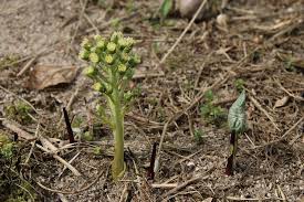 Attēlu rezultāti vaicājumam “Petasites spurius”