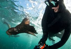 Image result for Wyndley Seals Snorkelling Club