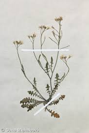 Attēlu rezultāti vaicājumam “Cardaminopsis arenosa leaf”