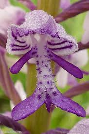 Attēlu rezultāti vaicājumam “Orchis militaris”