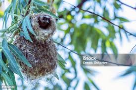 Attēlu rezultāti vaicājumam “Remiz pendulinus adult”