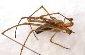 Attēlu rezultāti vaicājumam “Tetragnatha extensa”