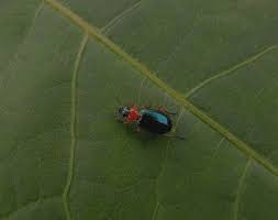 Attēlu rezultāti vaicājumam “Lebia chlorocephala”