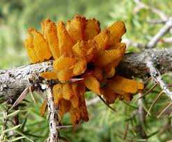 Attēlu rezultāti vaicājumam “Gymnosporangium cornutum”