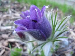 Image result for Kuhschelle