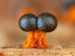 Attēlu rezultāti vaicājumam “Physarum obscurum plasmodium”