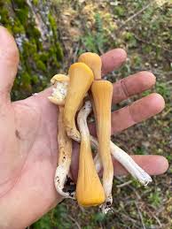 Attēlu rezultāti vaicājumam “Clavariadelphus pistillaris”