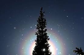 Attēlu rezultāti vaicājumam “pollen corona”