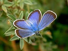 Attēlu rezultāti vaicājumam “Plebejus idas”