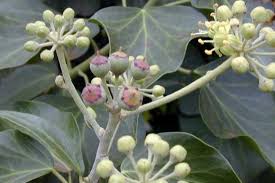 Attēlu rezultāti vaicājumam “Hedera helix  flower”
