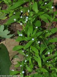 Attēlu rezultāti vaicājumam “Myosotis sparsiflora”