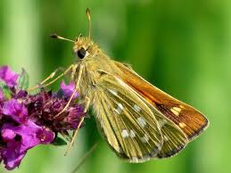 Attēlu rezultāti vaicājumam “Hesperia comma”