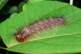 Attēlu rezultāti vaicājumam “Lymantriidae”