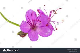 Attēlu rezultāti vaicājumam “Geranium bohemicum fruit”