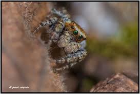 Attēlu rezultāti vaicājumam “Evarcha falcata female”