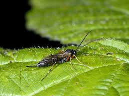 Attēlu rezultāti vaicājumam “Ichneumonidae”