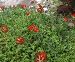 Image result for Anthyllis vulneraria