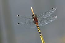 Attēlu rezultāti vaicājumam “Leucorrhinia pectoralis”