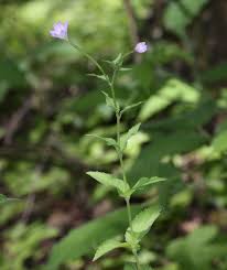 Attēlu rezultāti vaicājumam “Epilobium montanum flower”