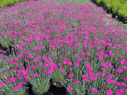 Image result for Dianthus