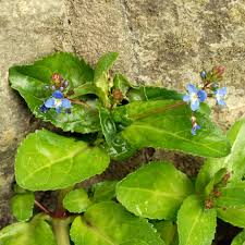 Attēlu rezultāti vaicājumam “Veronica beccabunga bud”