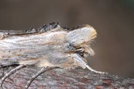 Attēlu rezultāti vaicājumam “Cucullia fraudatrix”