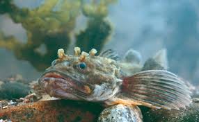 Image result for Myoxocephalus scorpioides