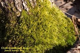 Attēlu rezultāti vaicājumam “Oxyrrhynchium hians var. rigidum macro”