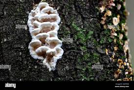 Attēlu rezultāti vaicājumam “Gloeoporus dichrous”