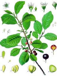 Attēlu rezultāti vaicājumam “Rhamnus cathartica fruit”