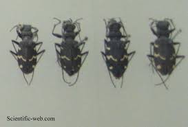 Attēlu rezultāti vaicājumam “Cicindela sylvatica”