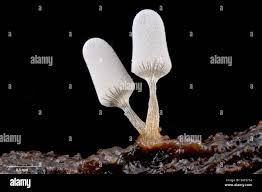 Attēlu rezultāti vaicājumam “Heterotrichia pomiformis (syn. Arcyria pomiformis) spores”