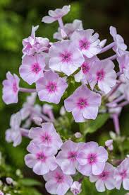 Image result for Phlox paniculata `Bright Eyes`
