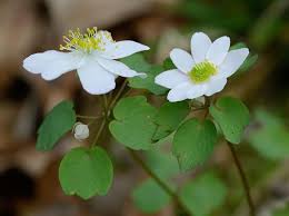Attēlu rezultāti vaicājumam “Isopyrum thalictroides flower”